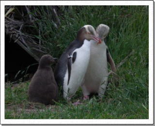 イエローアイドペンギン