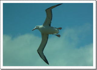 ノーザンローヤルアルバトロス